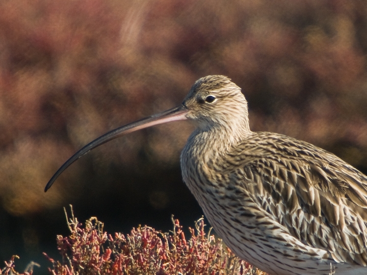 Eurasian Curlew