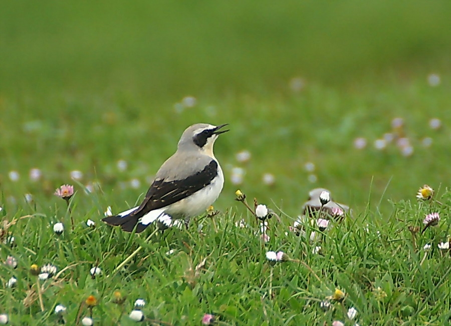 Northern Wheatear