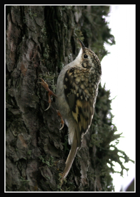 Eurasian Treecreeper