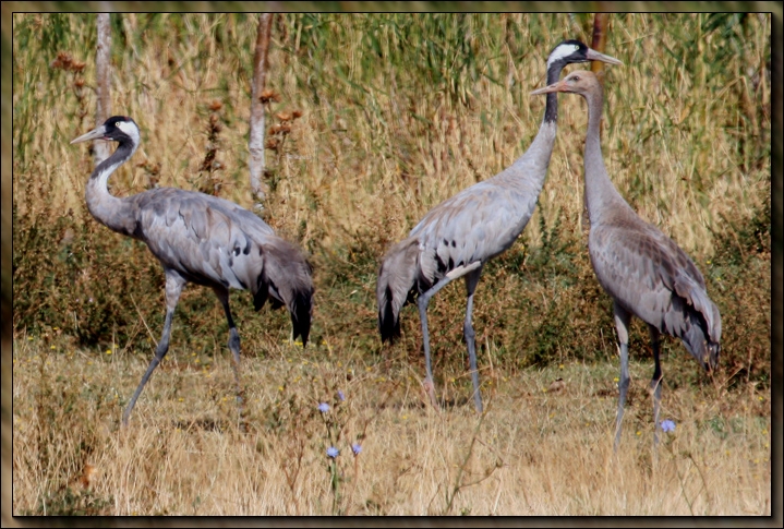 Common Crane