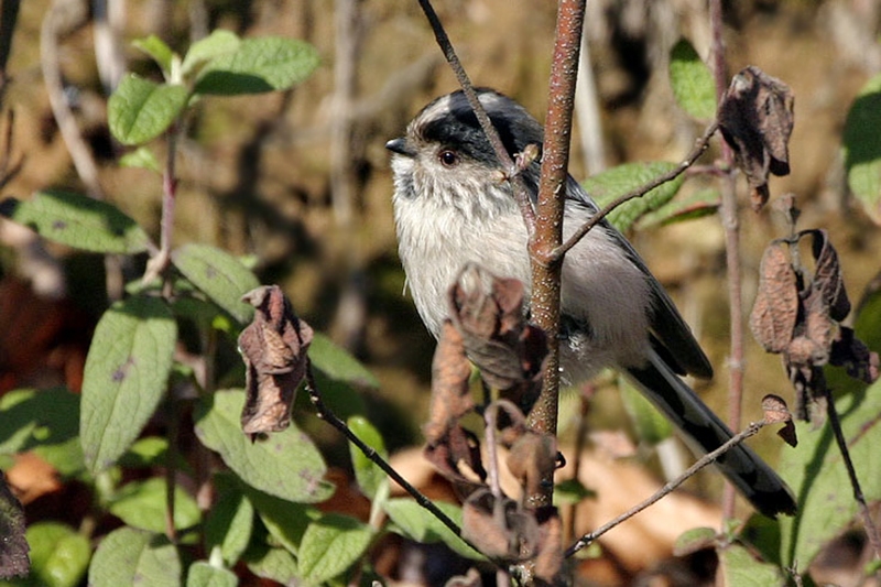 Long-tailed Tit