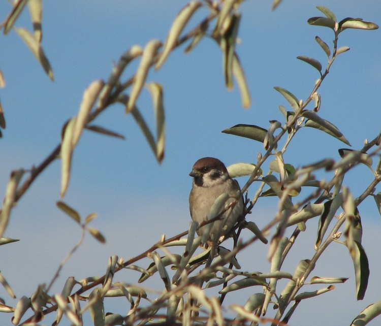 Eurasian Tree Sparrow
