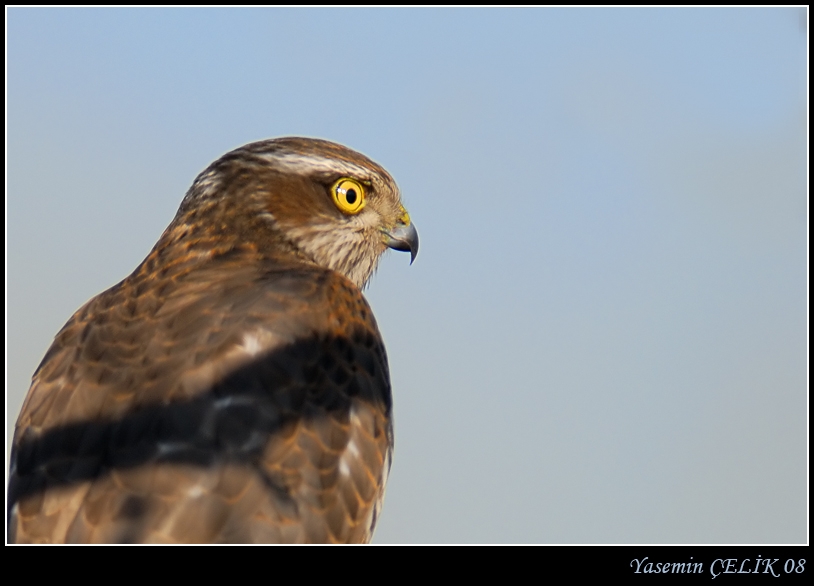 Eurasian Sparrowhawk