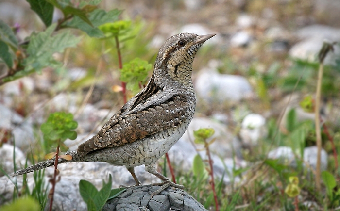 Eurasian Wryneck