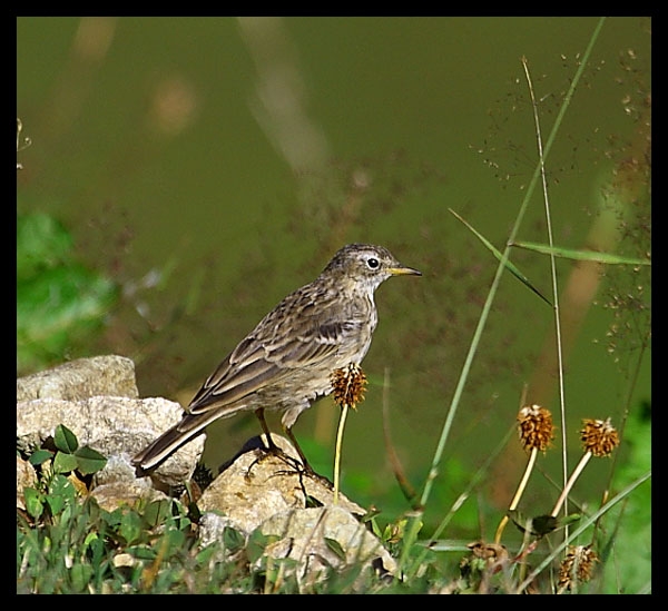 Water Pipit