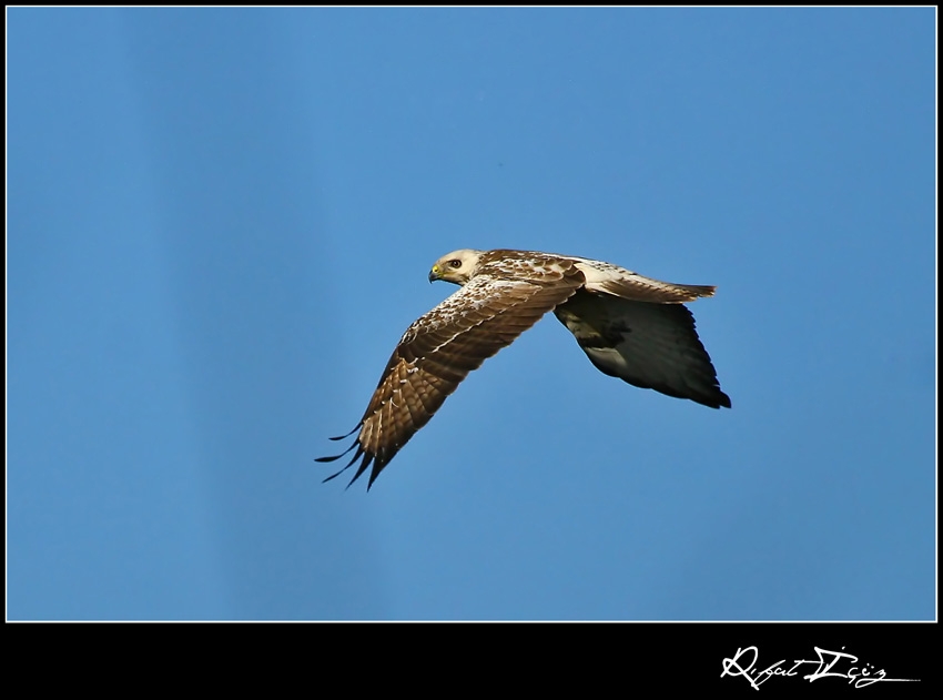 Common Buzzard