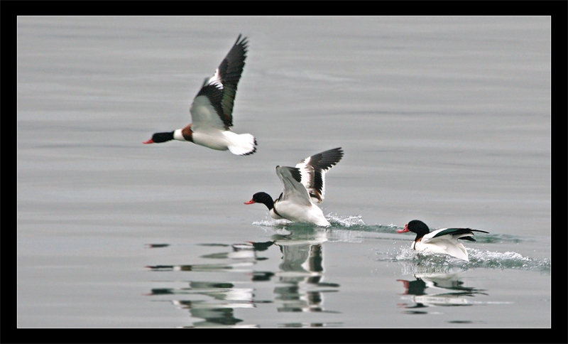 Common Shelduck