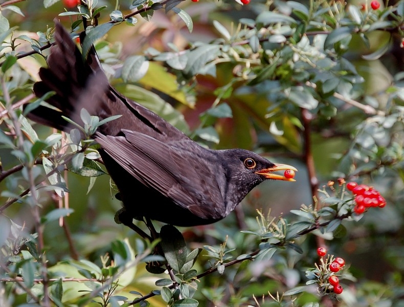 Common Blackbird