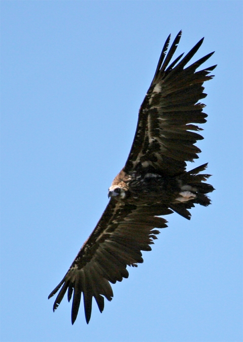 Cinereous Vulture