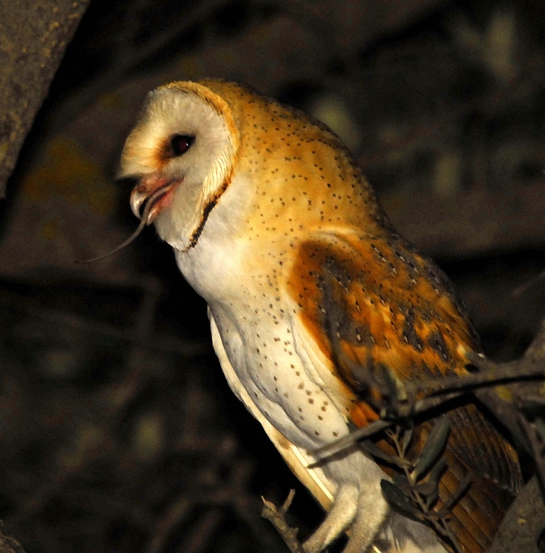 Western Barn Owl