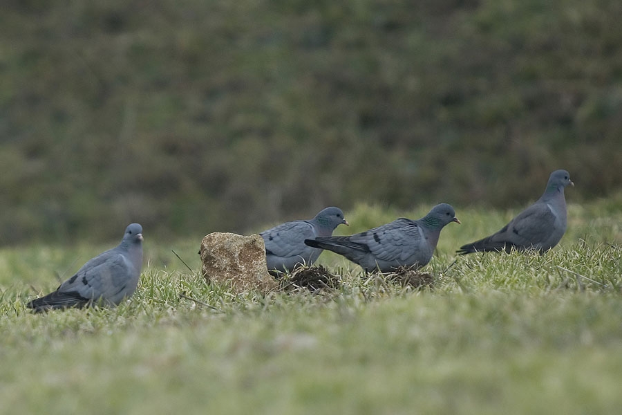 Stock Dove