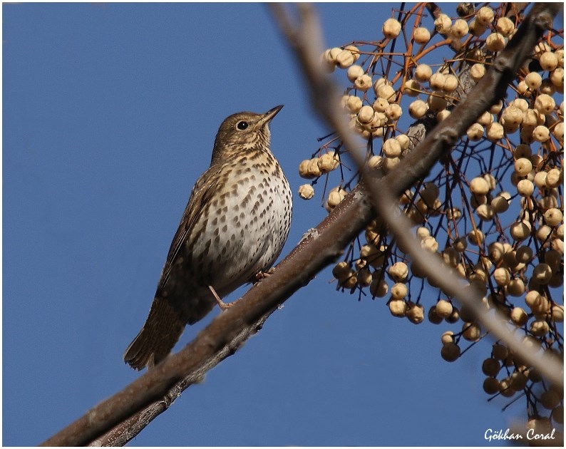 Song Thrush
