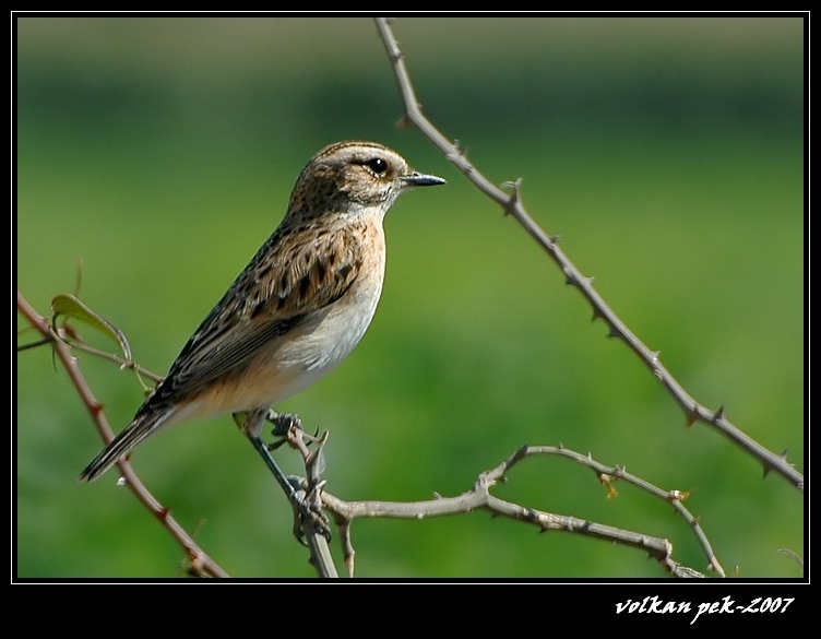 Whinchat