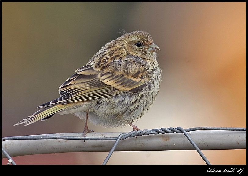 European Serin