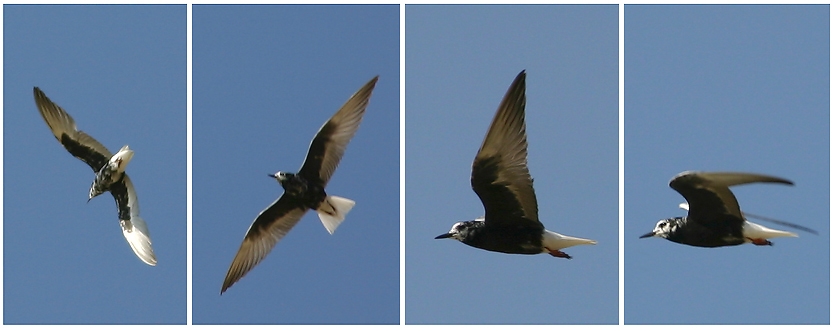 White-winged Tern