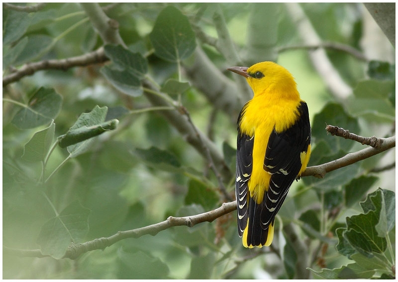 Eurasian Golden Oriole