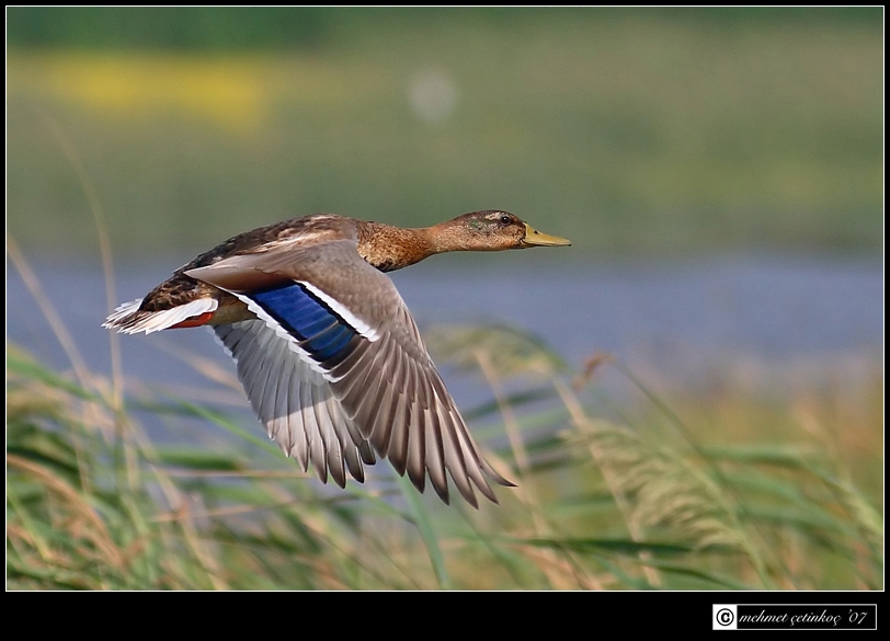 Mallard