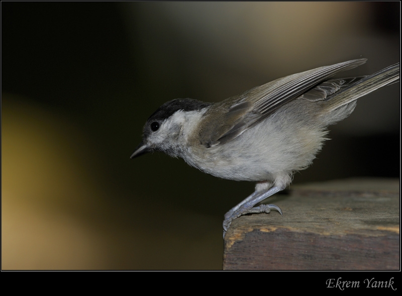 Marsh Tit
