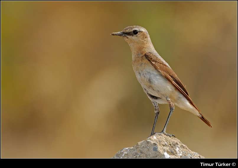 Northern Wheatear