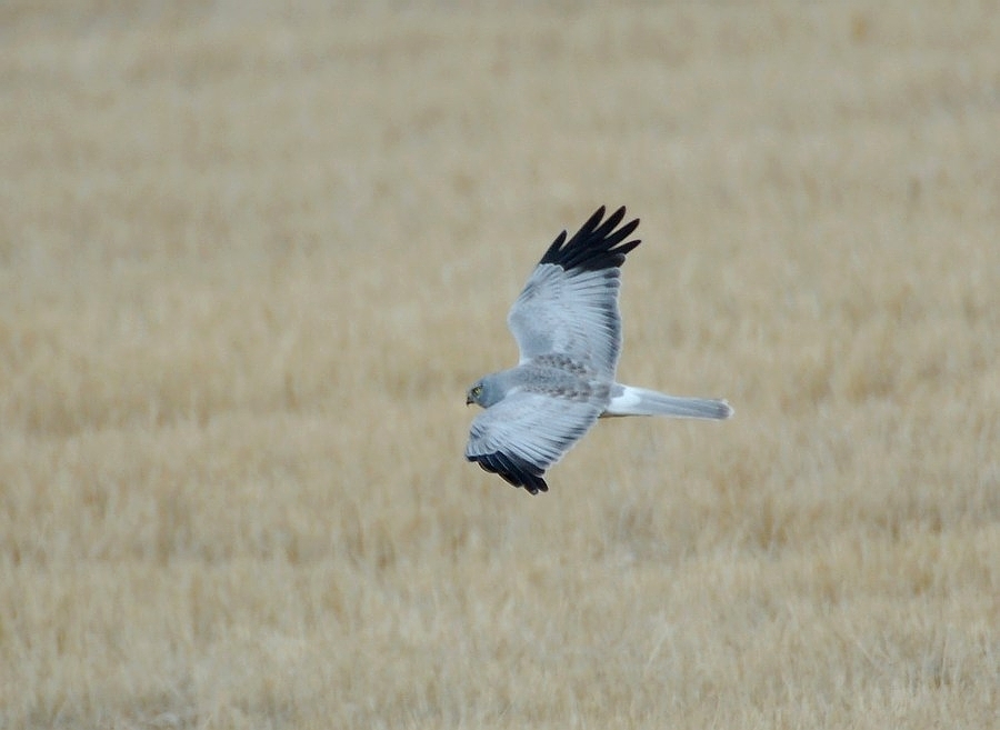 Hen Harrier