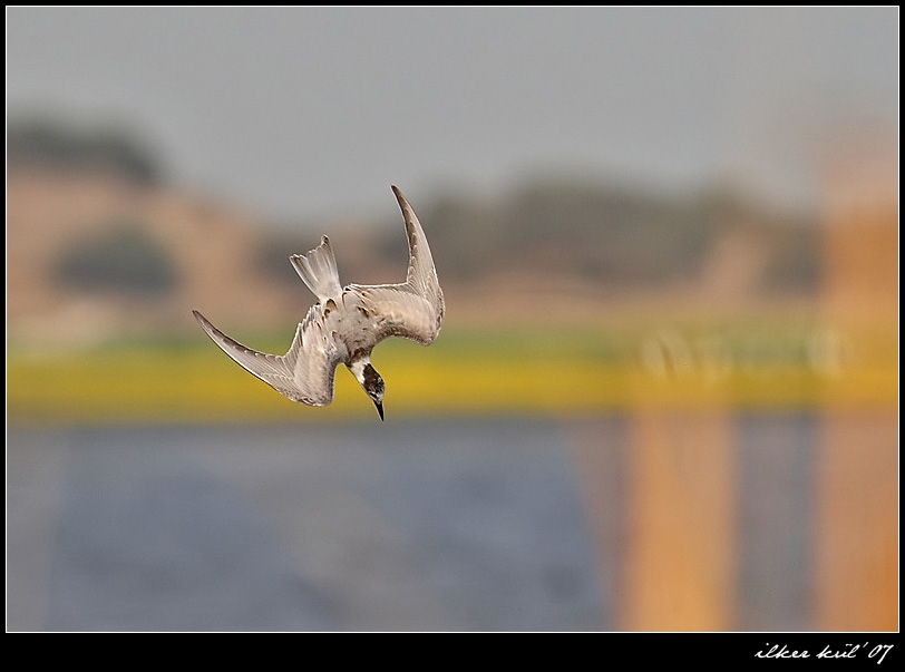 Black Tern