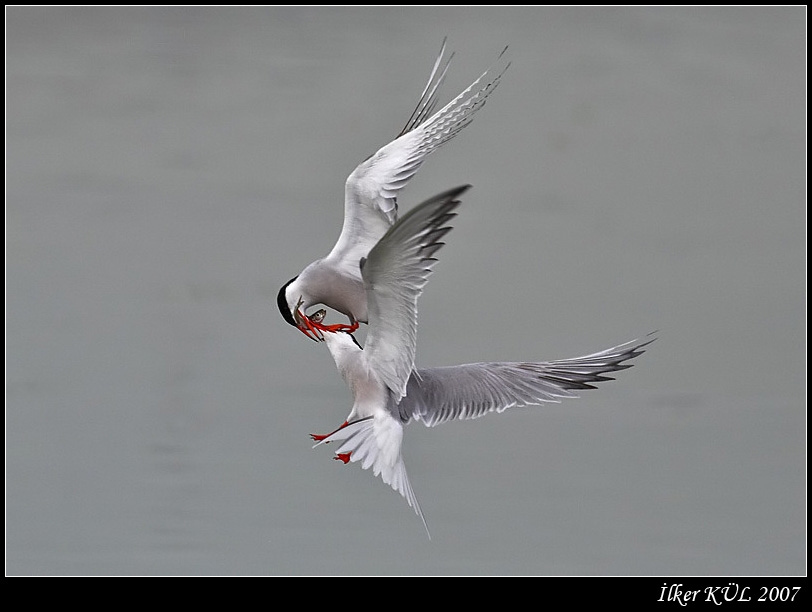 Common Tern
