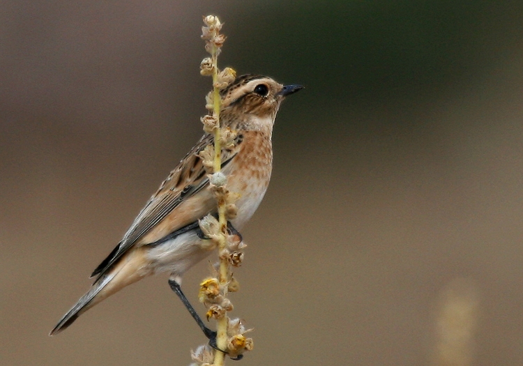 Whinchat
