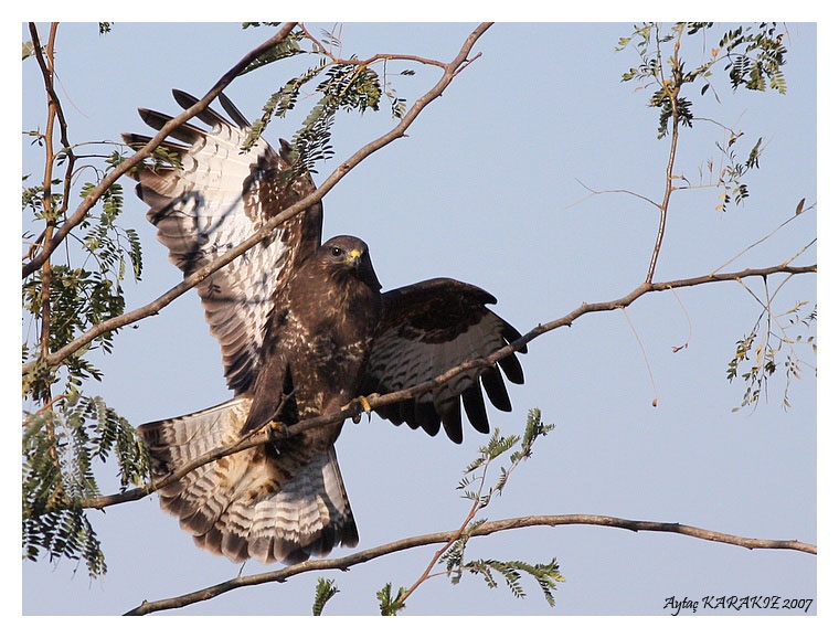Common Buzzard