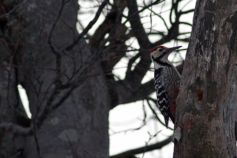 White-backed Woodpecker