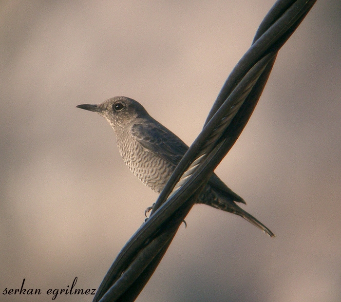 Blue Rock Thrush