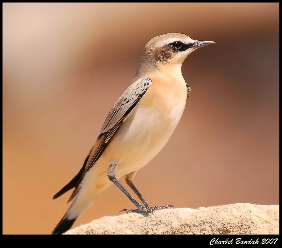 Northern Wheatear