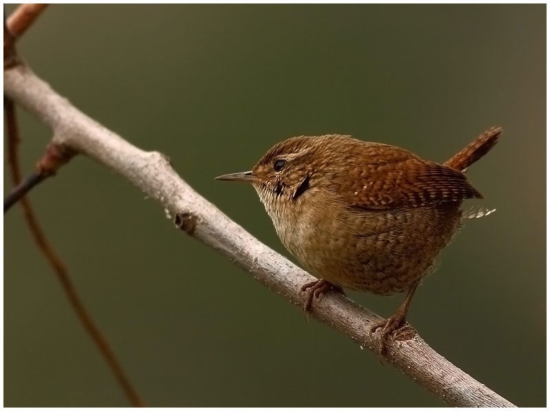 Eurasian Wren