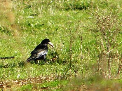 Rook