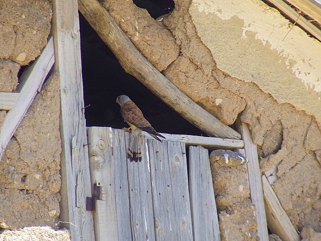 Common Kestrel