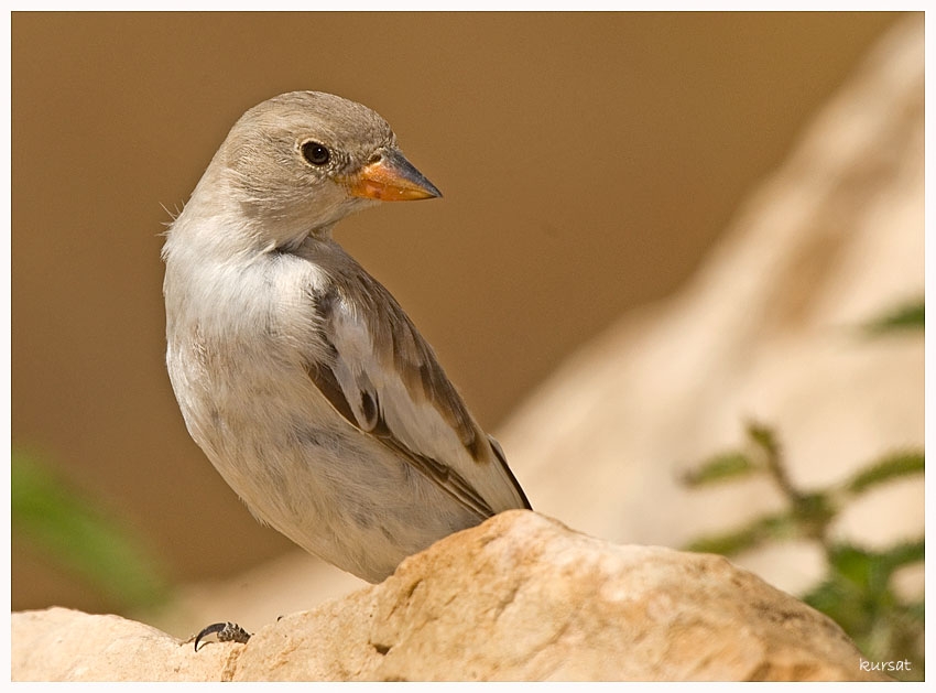 Kar serçesi