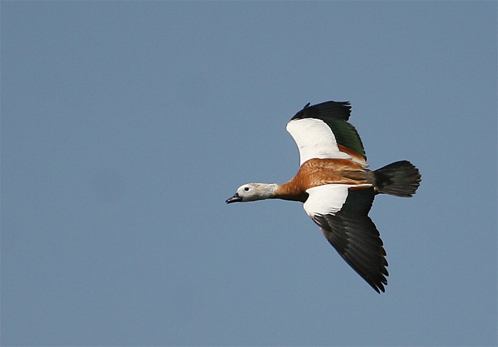Ruddy Shelduck