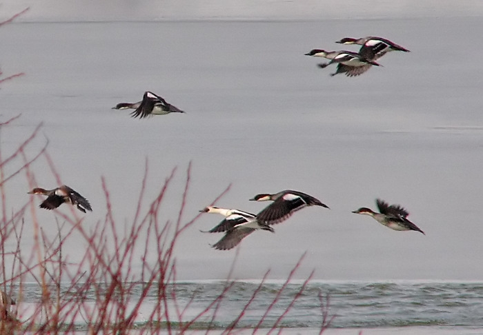 Smew