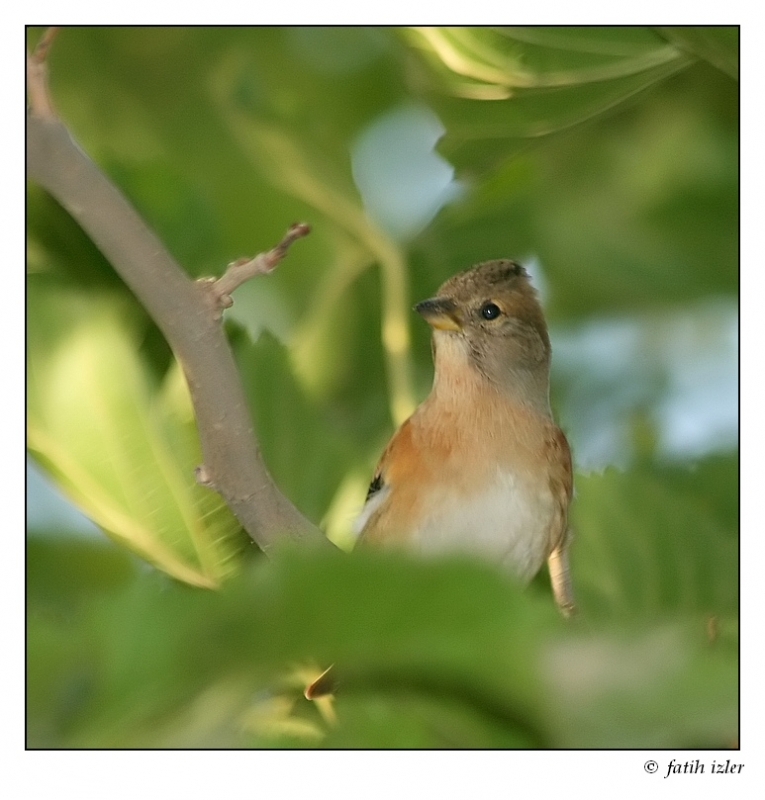 Brambling