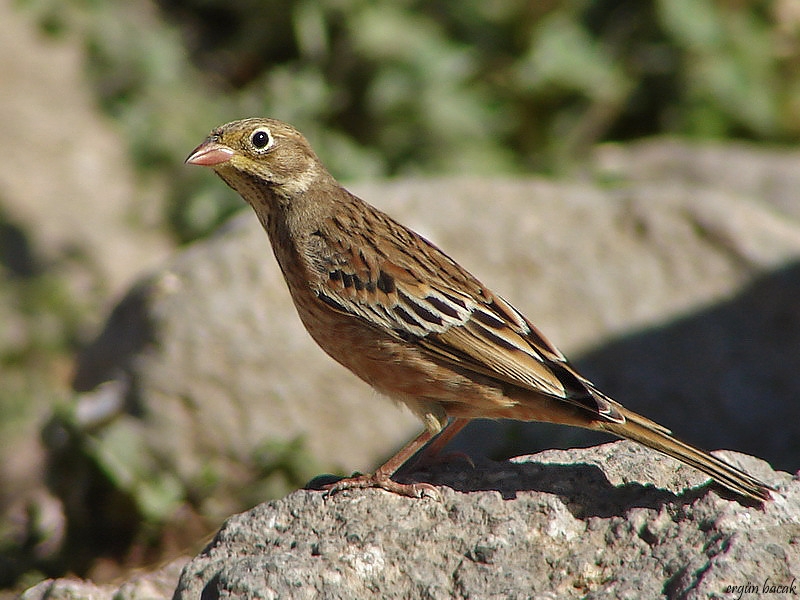 Ortolan Bunting