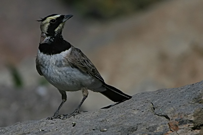 Horned Lark