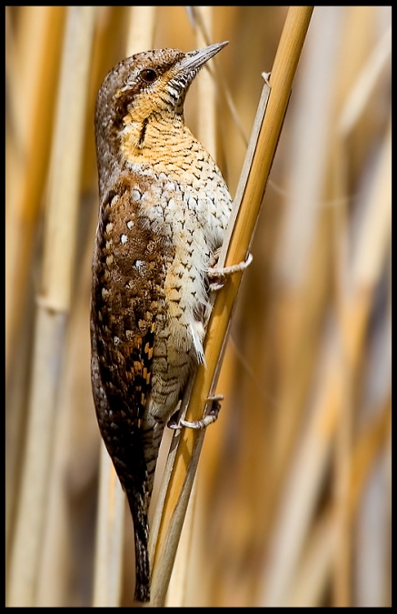 Eurasian Wryneck