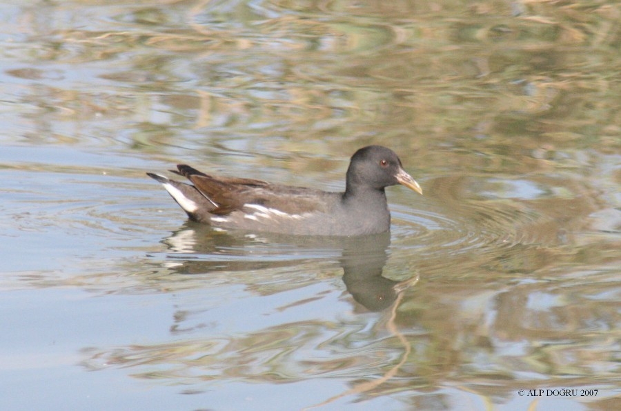 Common Moorhen