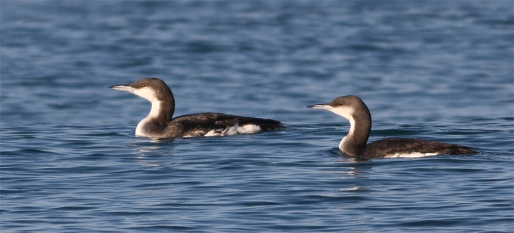 Black-throated Loon