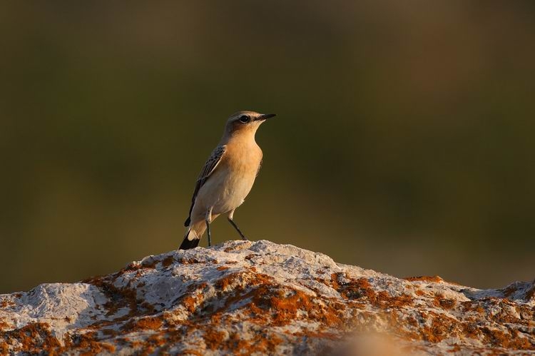 Northern Wheatear
