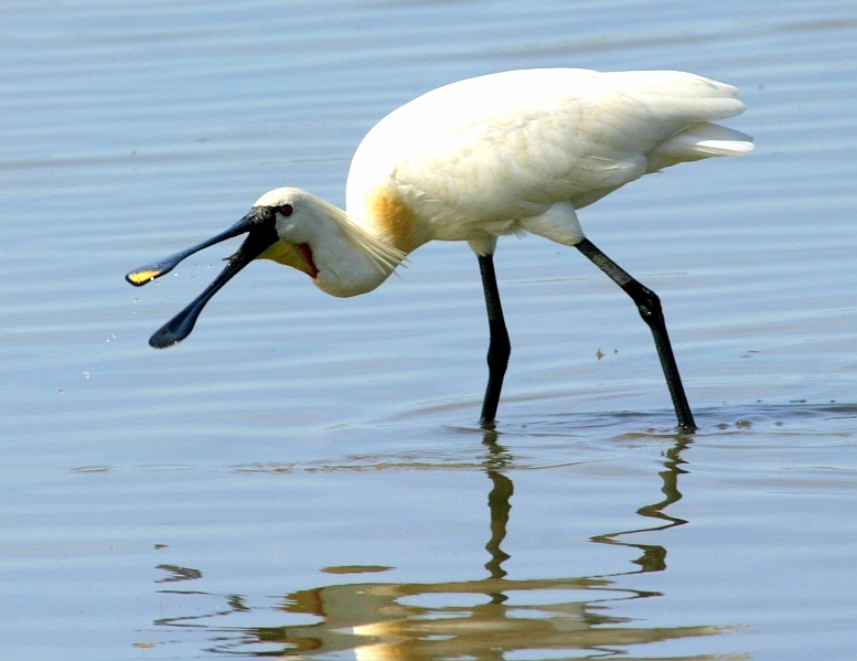 Eurasian Spoonbill