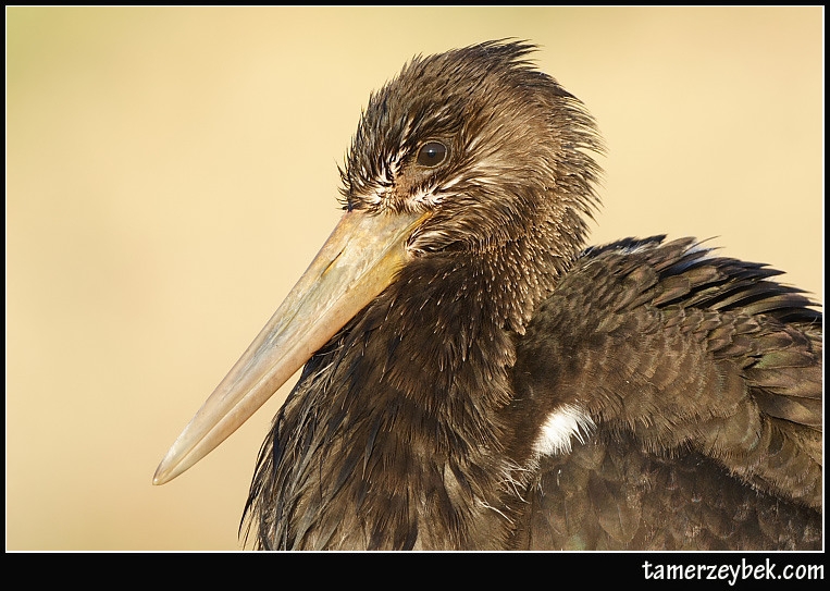 Black Stork