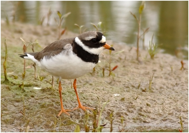 Common Ringed Plover
