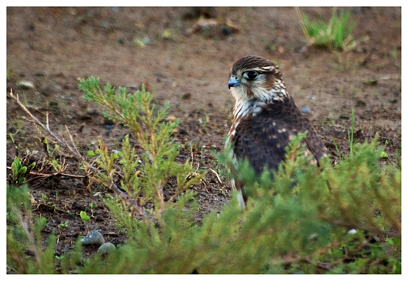 Merlin
