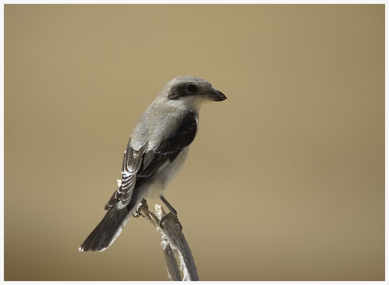Lesser Grey Shrike