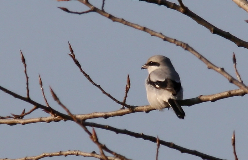 Great Grey Shrike
